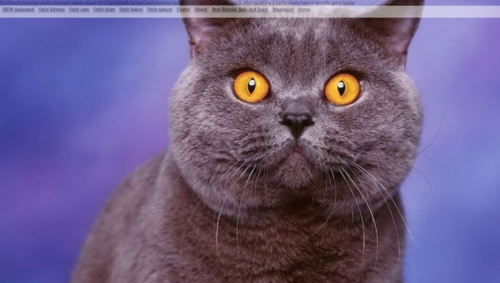 Eyebleach The Best Time-Wasting Websites You Can Browse to Avoid Burnout