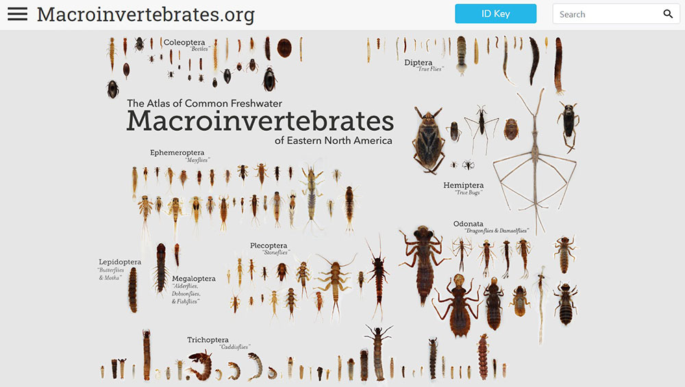 macroin-vetebrates The Best Interactive Websites You Can Play Around With