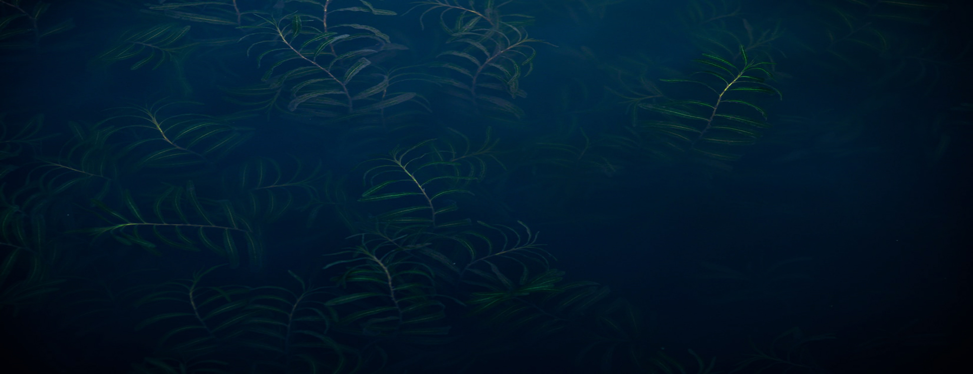 parallax background