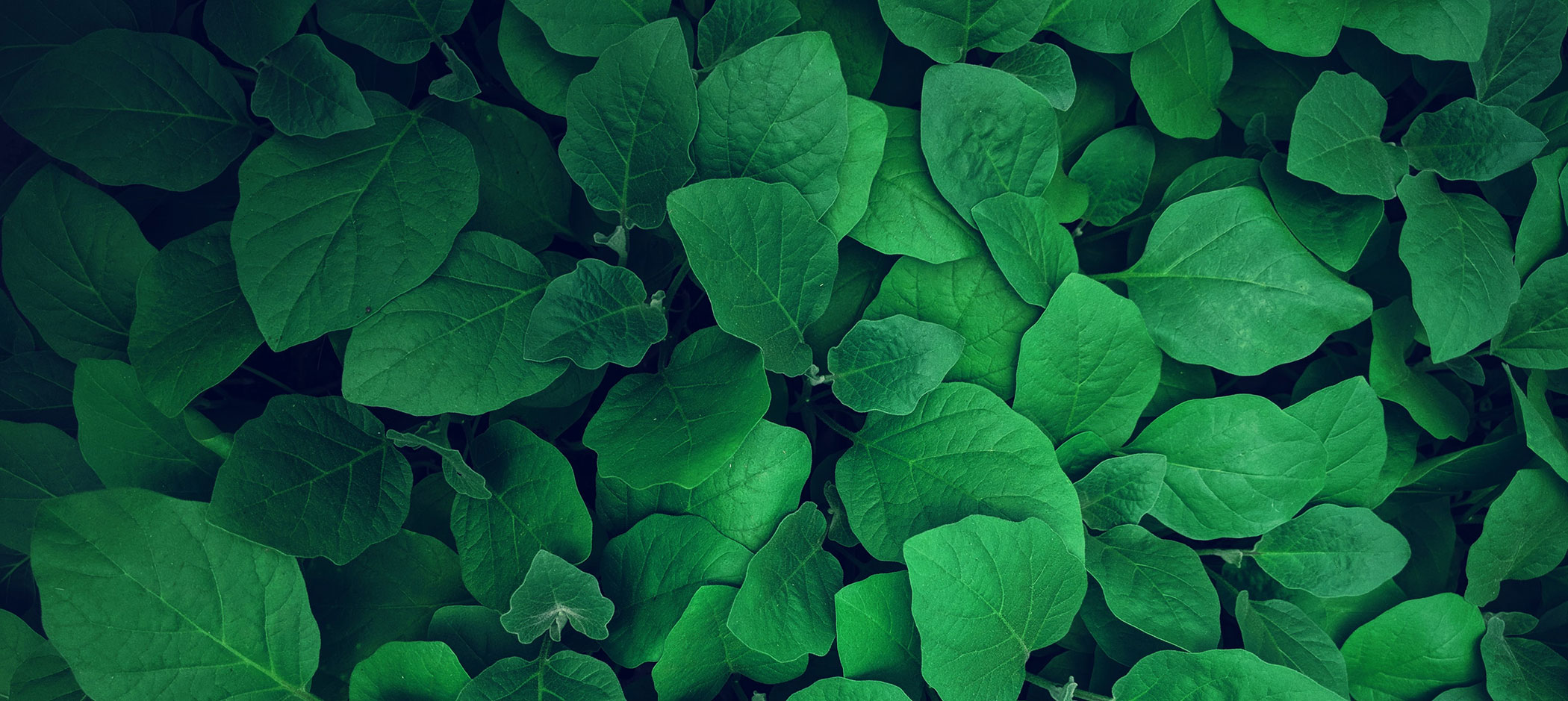Websites with a Green Color Palette That Look Amazing